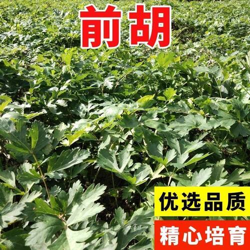 散装前胡种子药材前胡种籽中药材种子简单易种好管理论斤卖前胡种