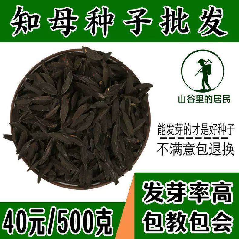 出售毛知母种子地参子销售各种药材种子2022年知母籽散装种子包邮