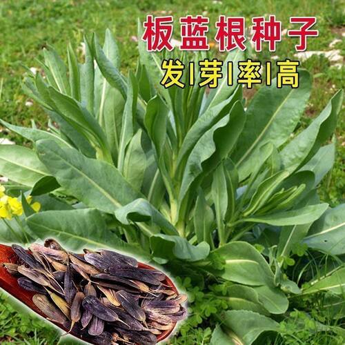 新产板蓝根种子材种籽大青叶种子蓝靛青靛药食用散装板蓝根籽