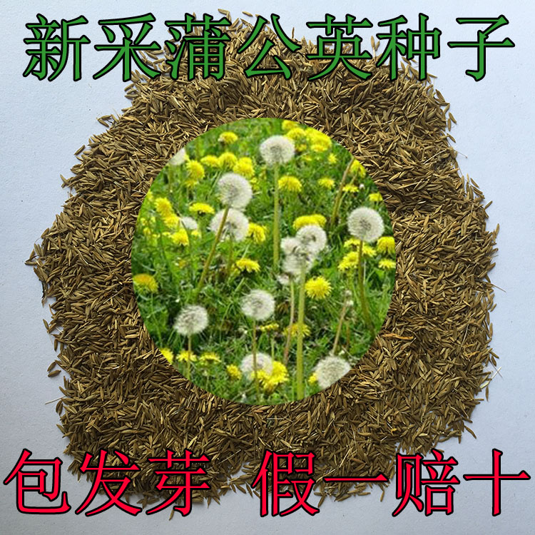 野生蒲公英种子婆婆丁盆栽花草蒲公草中药材种子食用野菜蔬菜种子