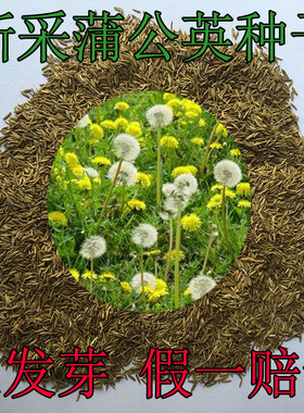 野生蒲公英种子婆婆丁盆栽花草蒲公草中药材种子食用野菜蔬菜种子