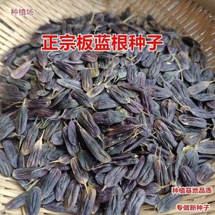 板蓝根种子大青叶种籽材种籽大叶板蓝根种子小叶板蓝根籽
