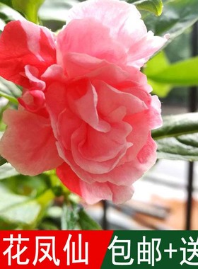 凤仙花种子易活花草植物四季室内开花不断新手易种桌面观花卉盆栽