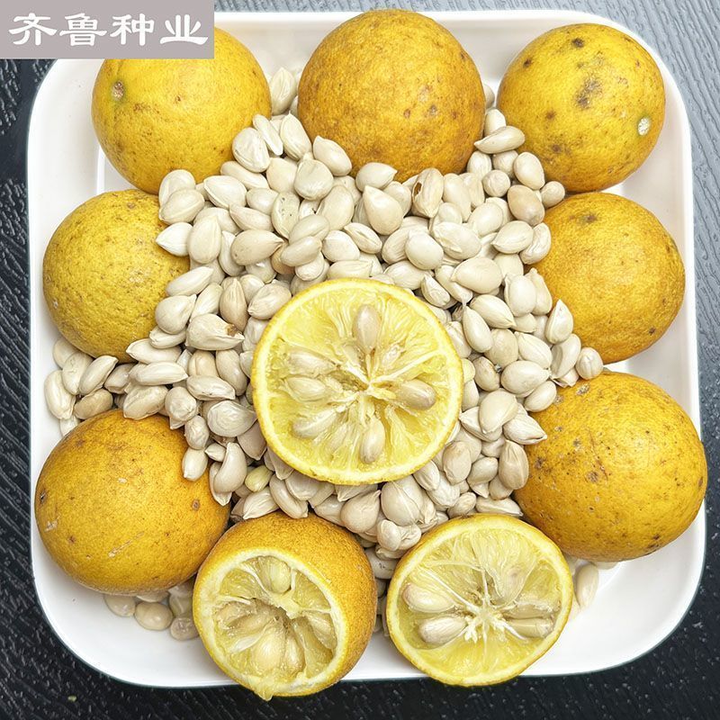 山东新鲜枸橘种子枳壳种子嫁接砧木篱笆护院带刺植物现洗现卖