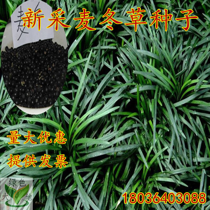 2020年新采麦冬草种子玉龙草金边图片