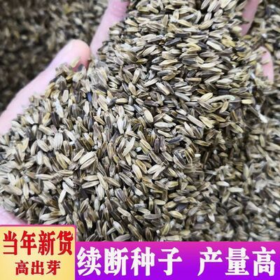 中药材续断种子 和尚头川续断川断接骨草云南续断新货