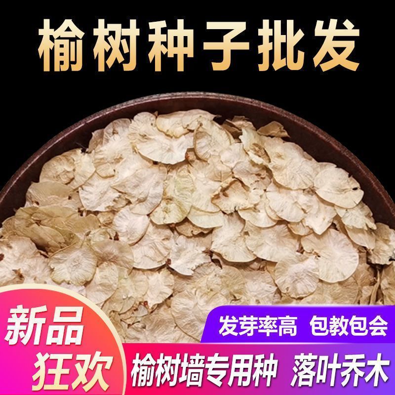 榆树种籽榆树墙种子榆树的种子白榆树种子榆树钱金叶榆榔榆种子