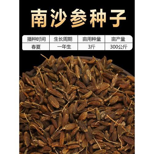 南沙参种子纯新优质南北沙参种籽中药材种苗珊瑚菜北沙参冬季秋季
