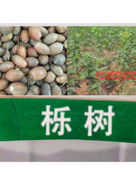 栎树种子 橡树种子 柞树种子 青冈栎树种子 落叶乔木 包邮