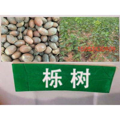 落叶乔木橡树种子包邮
