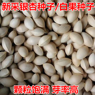 新采银杏种子  可食用 白果树银杏树种子特级银杏绿化占地用种籽