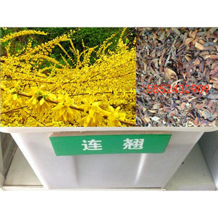 连翘种子 木犀科灌木花卉绿植盆栽易种耐寒耐干旱 多年生草本药用