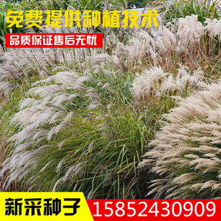 四季易种活的室内阳台绿植盆栽庭院花卉种子细叶芒草种子花籽