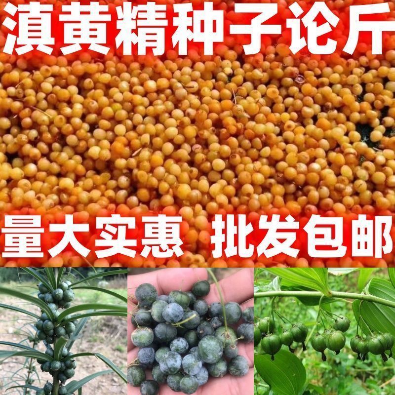 中药材种子黄精种子包邮论斤卖药材滇黄精种籽滇黄精种子图片