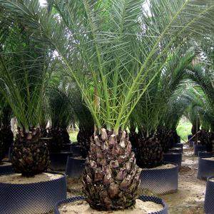 新采种子道路风景树种棕榈树