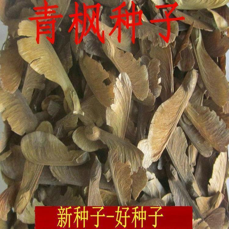 青枫种子/青枫树种子/槭科植物种子/嫁接红枫种子/大叶青枫种子