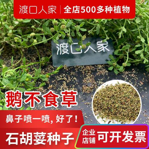 鹅不食草种子新采100粒鼻塞药通鼻春冬季田间菊科草籽石胡荽种子