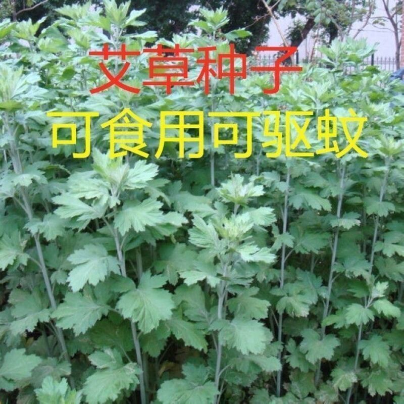 药用艾草种子 食用草艾绒香艾草 四季种 青蒿 驱虫艾蒿艾叶种子图片