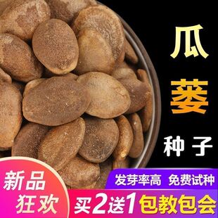 材瓜蒌种籽瓜蒌子种子新货吊瓜栝楼天花粉种籽四季种植苗种孑
