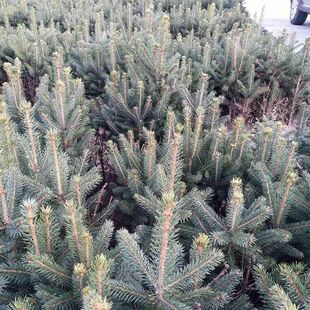 云杉种子新采杉木种子云杉树苗种子茂县云杉杉树种子绿化树木包邮