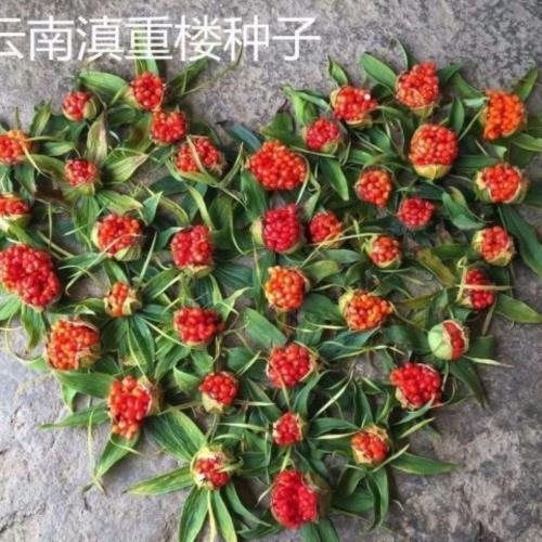 重楼种子独角莲种子七叶一枝花种子铁灯台籽种苗药材种子四季播种图片