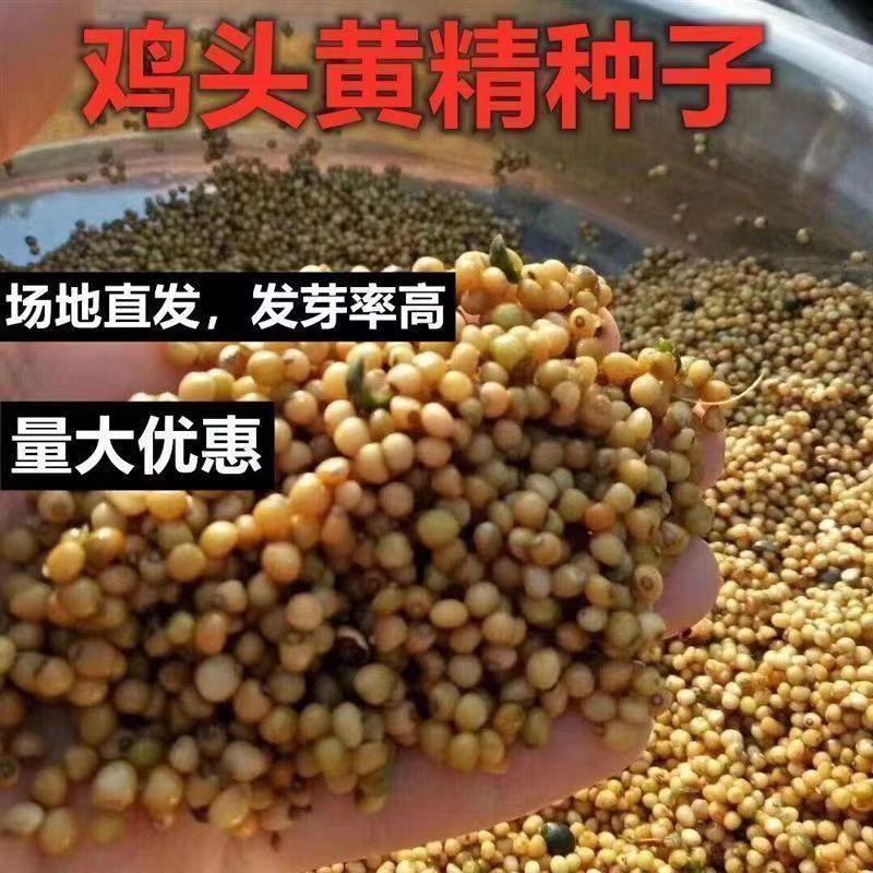 药材黄精种子多花鸡头玉竹种子爪子参黄鸡菜老虎姜黄鸡菜种籽图片