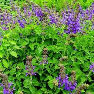 丹参种子赤参上品中药材红小籽丹参红根血参根盆栽庭院紫丹参种籽