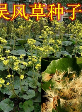 大吴风草种子 八角乌 活血莲 金钵盂 一叶莲 大马蹄香 大马蹄药材