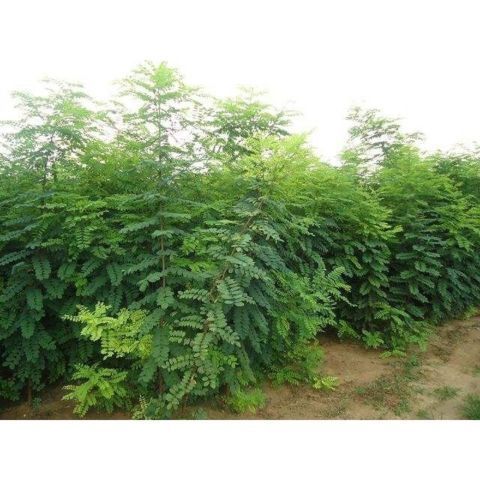 榆树种子籽榆树墙种子东北榆树白榆树种子榆树钱金叶榆榔榆种子