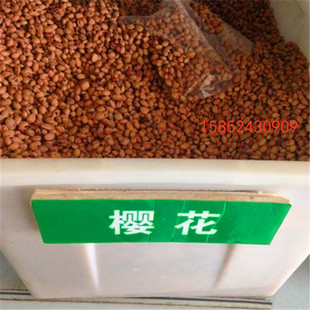 日本樱花种子 樱花树种子红樱花种子 粉色樱花 四季种易活花种子