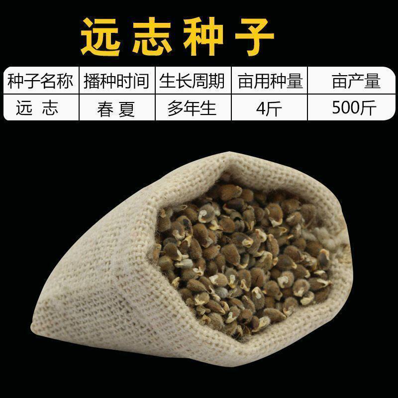 散装远志种籽新远志种子春秋四季种植抗旱材还有黄芩柴胡苦参