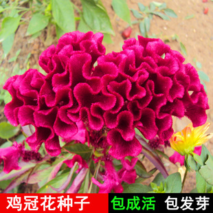 四季易种矮杆凤尾鸡冠花种籽四季植物花卉黄色冠状羽状鸡冠花种子