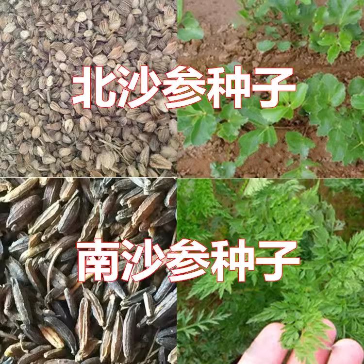 新采摘北沙参种子中药材种子中草药种子海沙参 银条参 南沙参种子