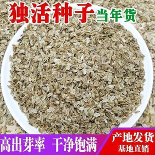 独活种子散装野生岷县独活种籽中药材种植苗苦参党参种孑
