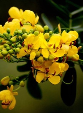 四季决明子种子野生食用药材决翅荚决明阳台盆栽阳台菜种子