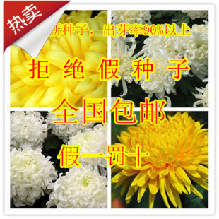 散装黄菊花种子出售 黄菊食用泡茶 白菊种子 贡菊种子 包邮包发芽