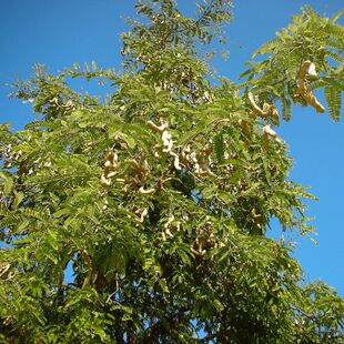 酸角种子酸豆种子罗望子酸梅木罕种子甜目坎麻夯种子甜角种子包邮