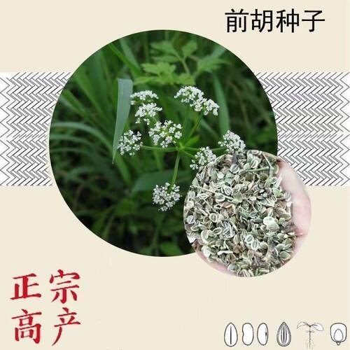 2024年纯新宁国白花前胡种籽散装白花前胡种子包邮