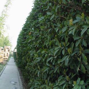 法国冬青种子日本珊瑚树种子冬珊瑚法青种子红果冬青籽篱笆围栏