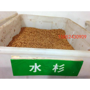 新采一级水杉种子 水杉树种子 金叶水杉种子 林木种子 品质保证