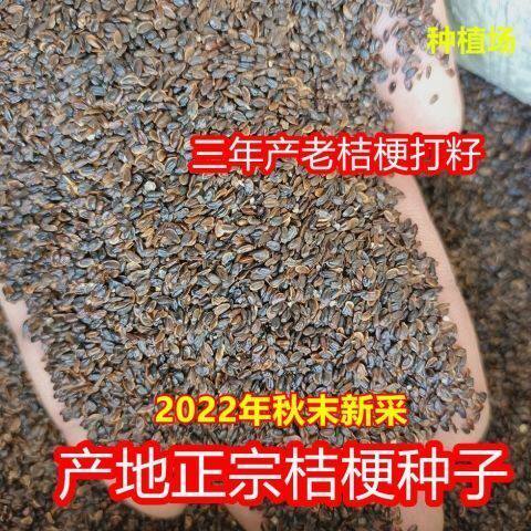 新桔梗种子材桔梗籽产地高产药材桔梗种子籽免费指导种植
