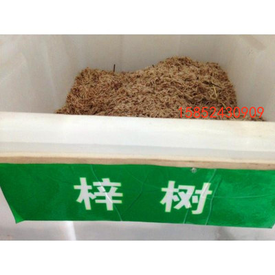 梓树种子楸树种子金丝楸种子臭梧桐种子黄花楸水桐楸河楸梓桐种子