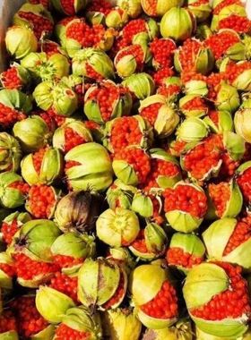 云南重楼种子七月一枝花红白滇重楼种苗血红独角莲矮杆多芽