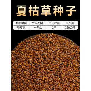 散装夏枯草种子中药材白毛夏枯草种籽子四季种植另有野生黄芩苗孑