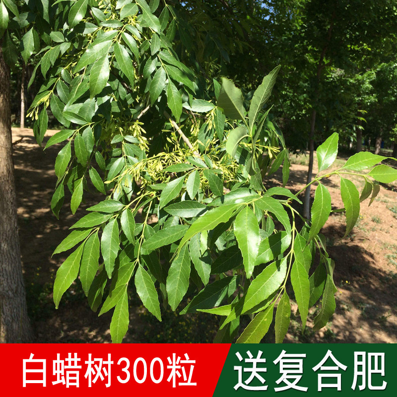 出售林木种籽白蜡种子青榔木白荆树白蜡树四季可播