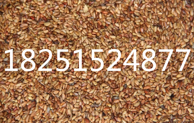 新采红刺玫种子_黄刺玫种子_多花蔷薇种子_日本无刺蔷薇_月季花籽