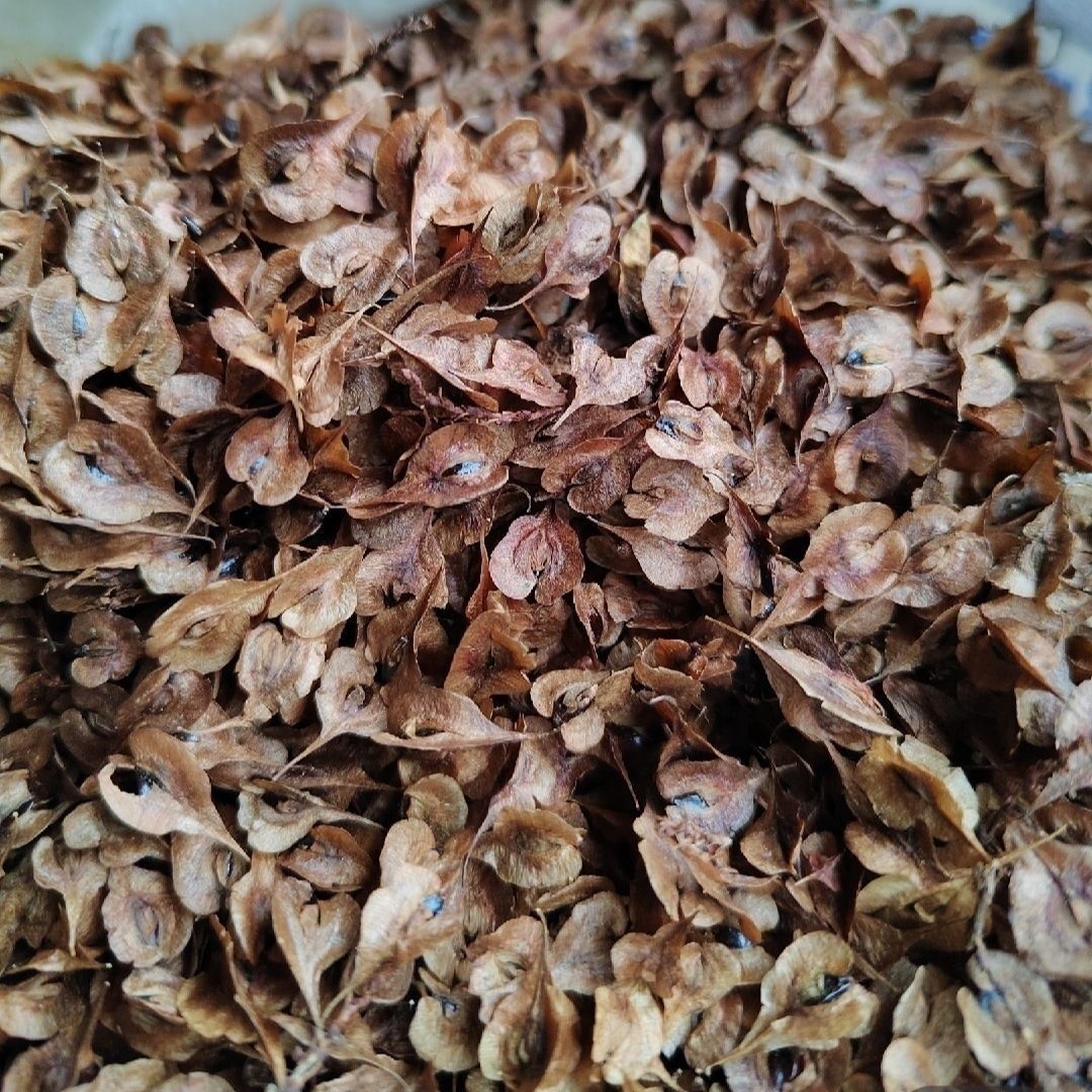 虎杖种子当新采虎杖种子名贵中药材种子虎杖净种子 野生虎杖种子