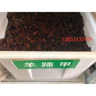 红花羊蹄甲种子 宮粉羊蹄甲 洋紫荆 红花紫荆 弯叶树种子 包邮