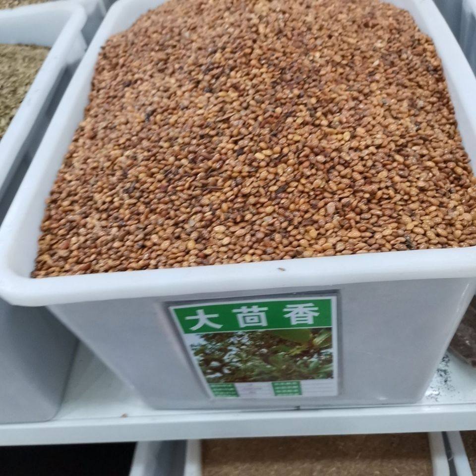 大红八角树种子八角籽大茴香树种籽调料大料大八角八角树八角种籽