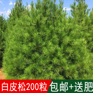 出售新采松树种子白皮松种子白骨松三针松白果松虎皮松蟠龙松包邮